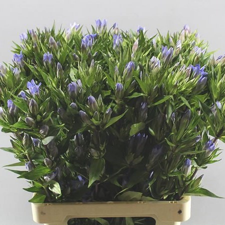 GENTIANA PINK SKY 70cm | Wholesale Dutch Flowers & Florist Supplies UK