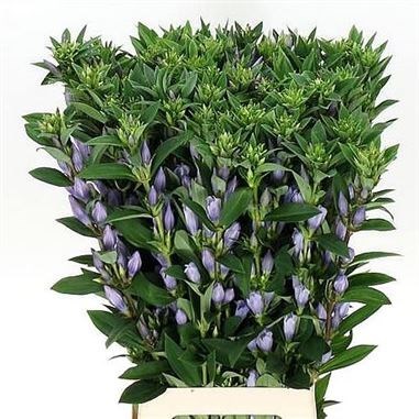 GENTIANA LAVENDER SKY