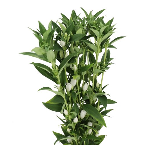 GENTIANA WHITE SKY