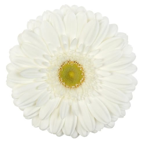 GERBERA ABE