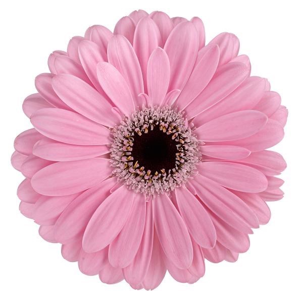 GERBERA ALISON