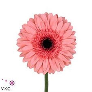 GERBERA ANETTE