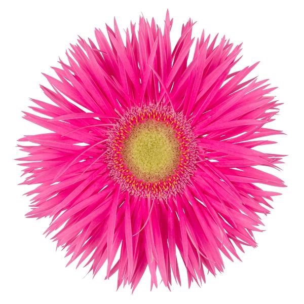 GERBERA ANNET