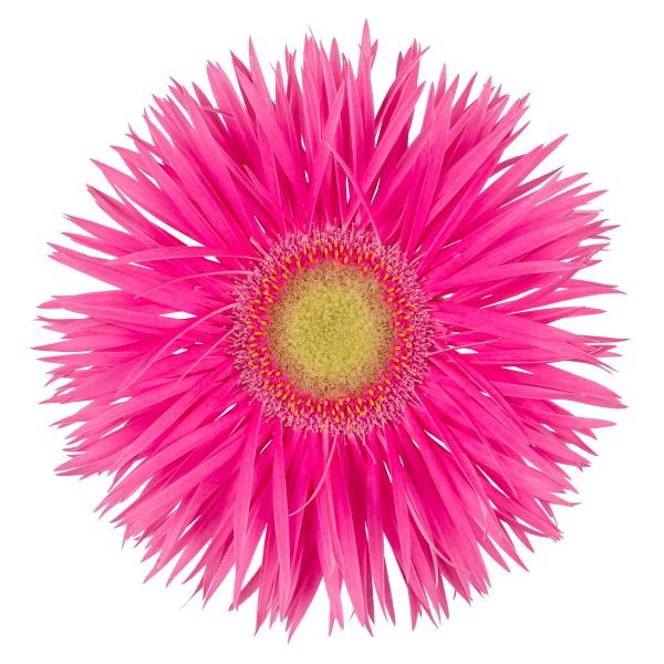 GERBERA ANNET