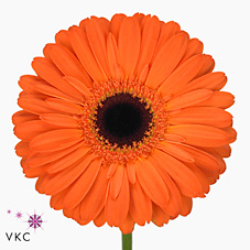 GERBERA APPLAUSE