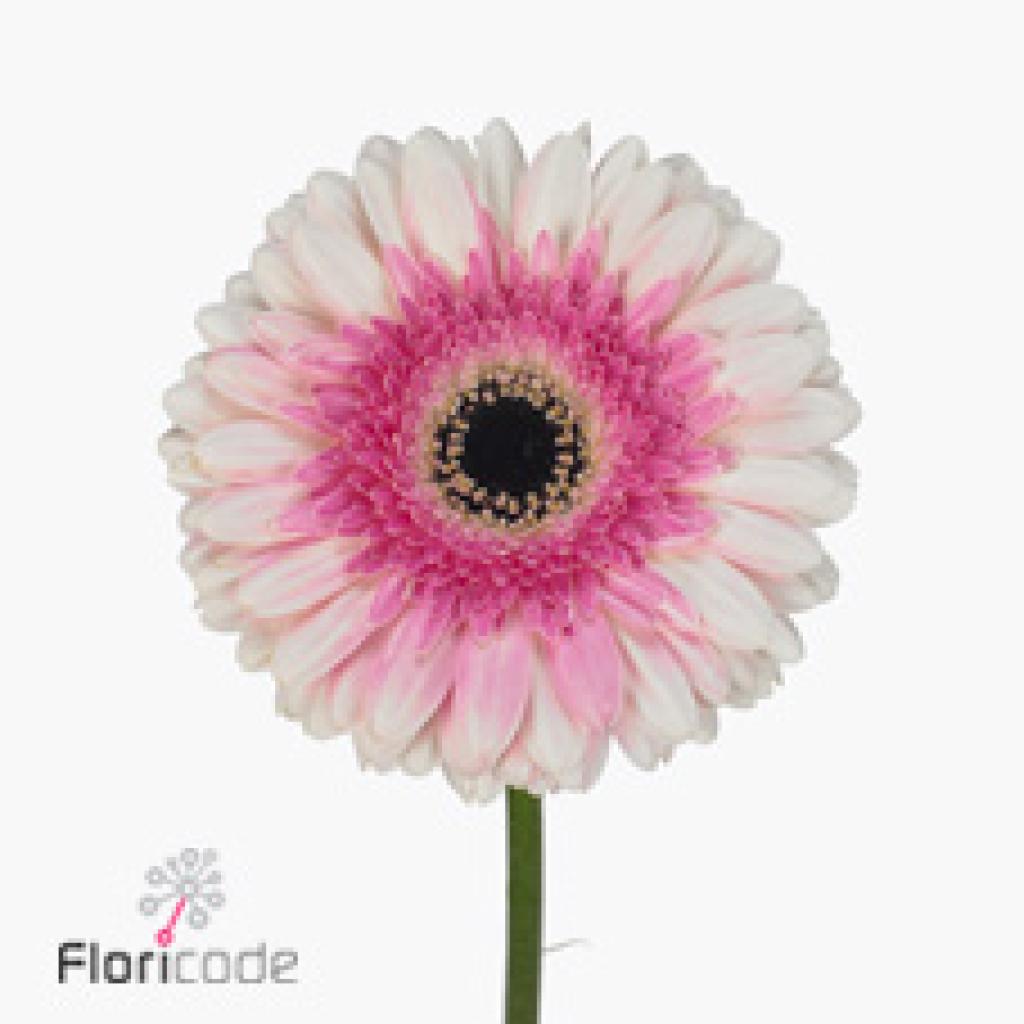GERBERA ARTIST