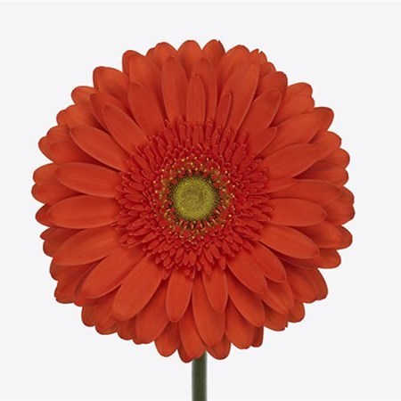 GERBERA ATLANTA