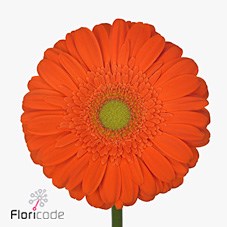 GERBERA AVANTI