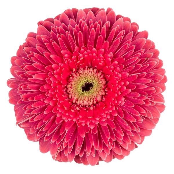 GERBERA BIG SIJA