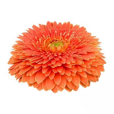 GERBERA BIG WALL