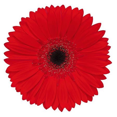 GERBERA BLINDDATE