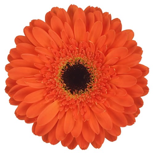 GERBERA BONANZA