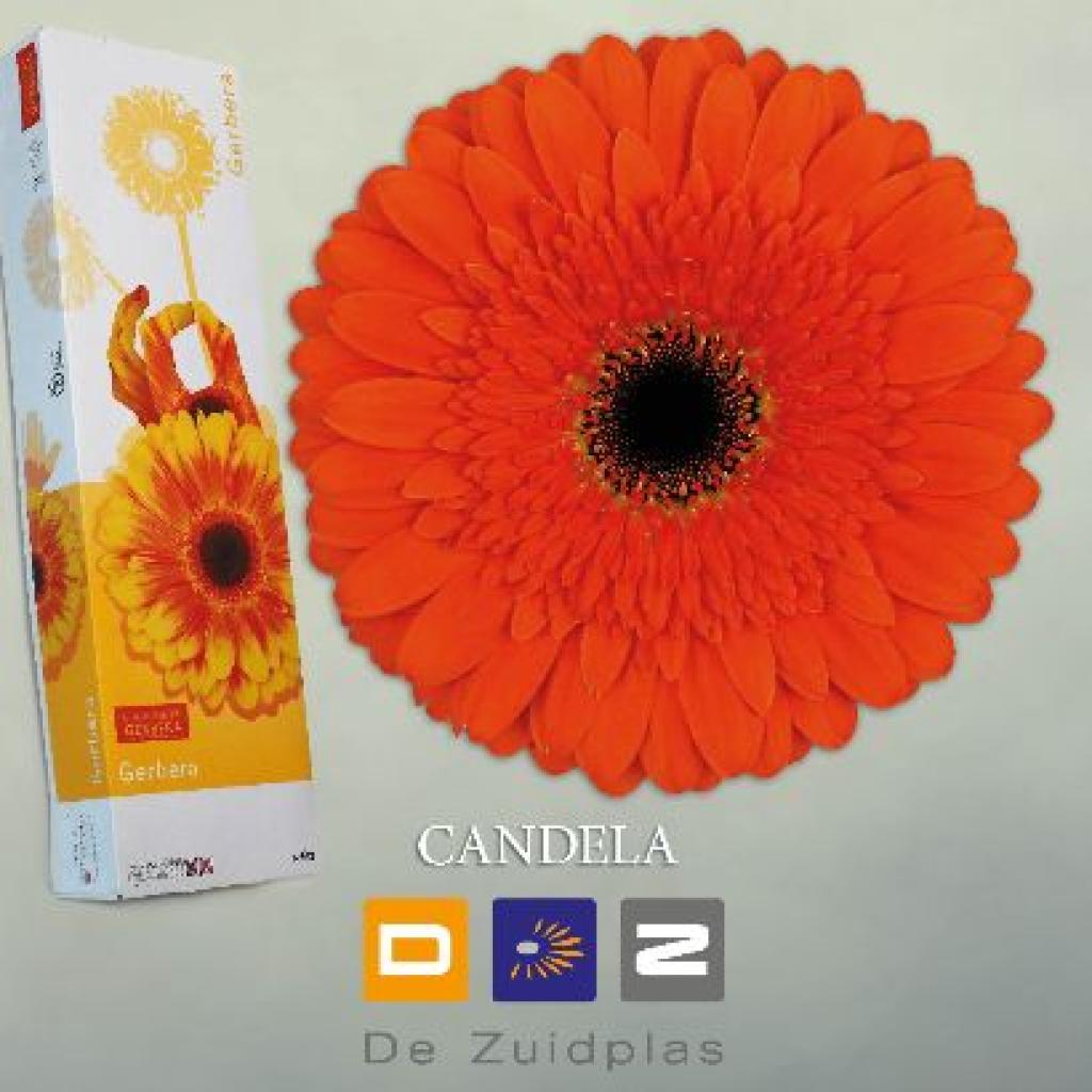 GERBERA CANDELA