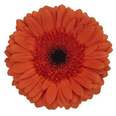 GERBERA CAPELLA