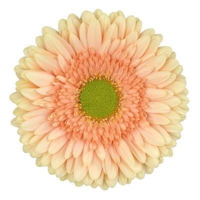 GERBERA CARLITA