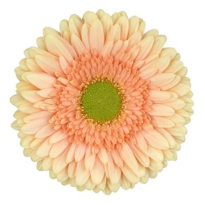 GERBERA CARLITA