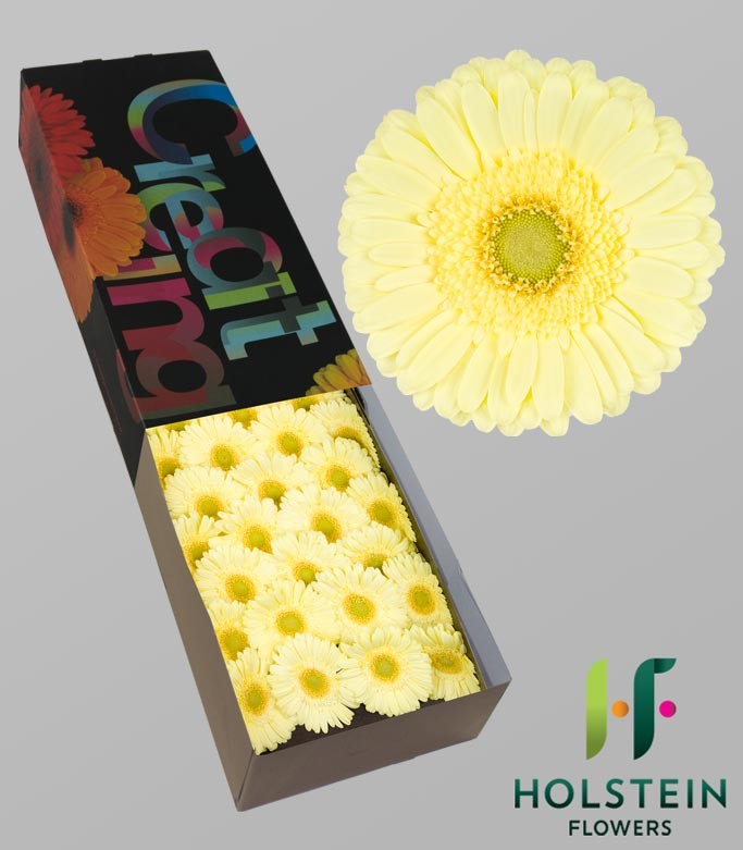 GERBERA CITRONEL