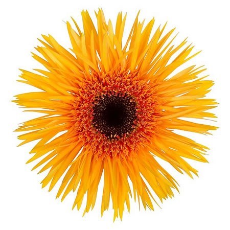 GERBERA CLAUDEMIR