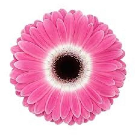 GERBERA CUBANITA