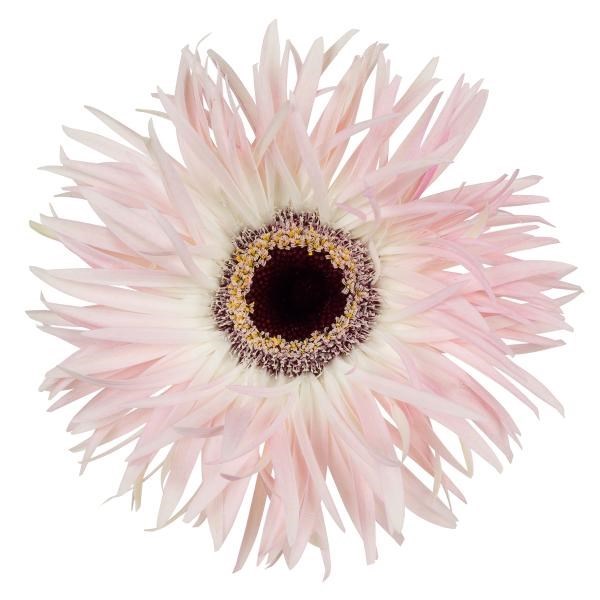GERBERA CUPIDO