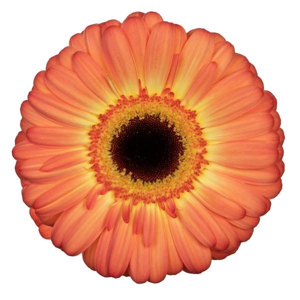 GERBERA DINO