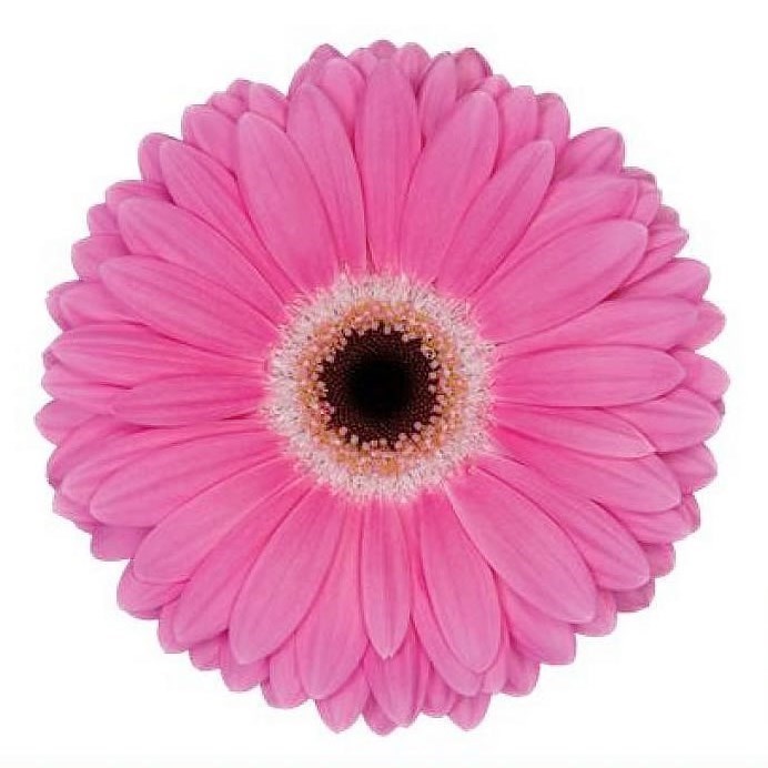 GERBERA DREAMER