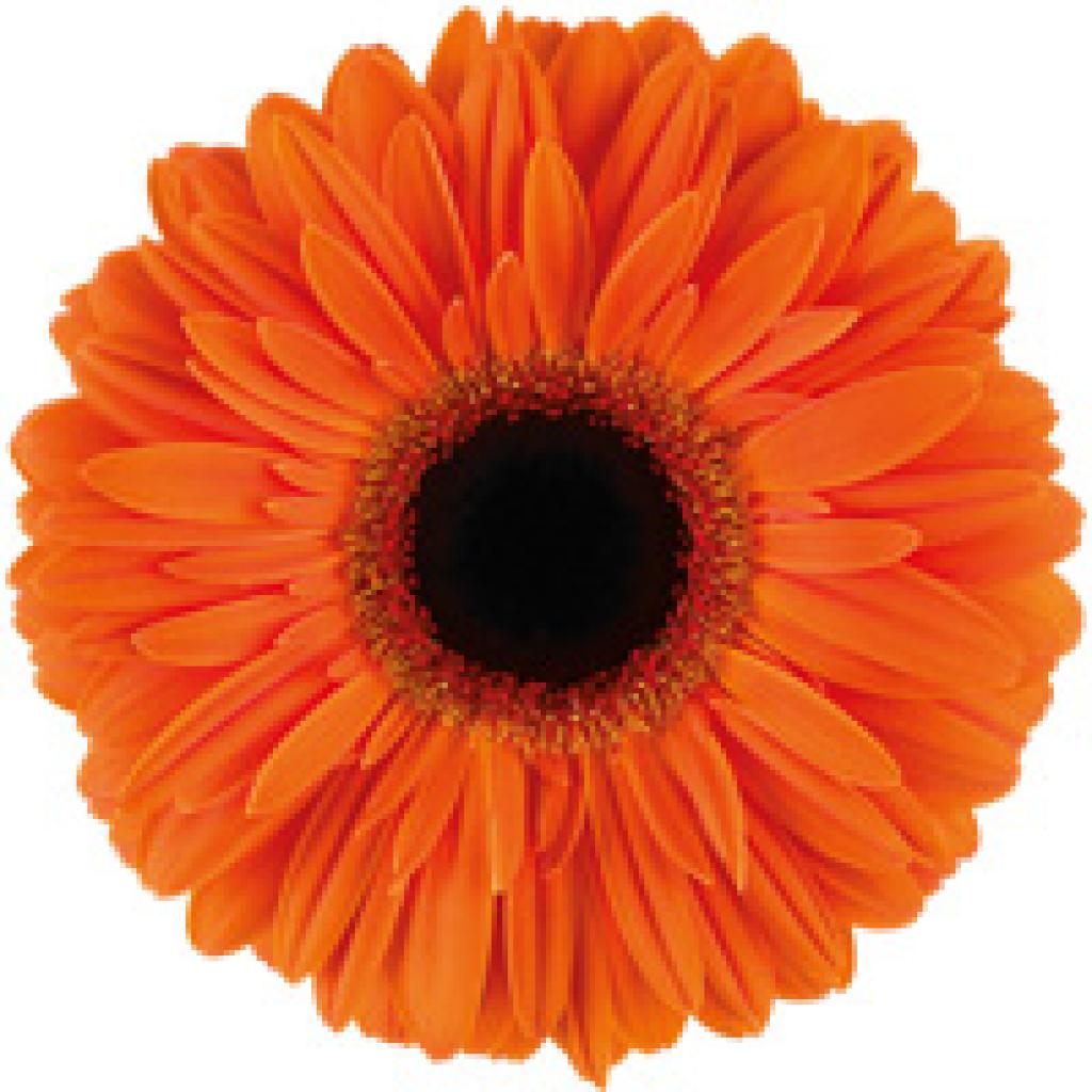 GERBERA DUTCH PRIDE