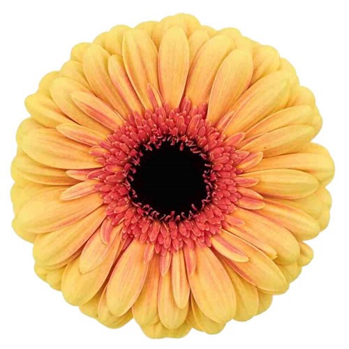 GERBERA EVERGLOW