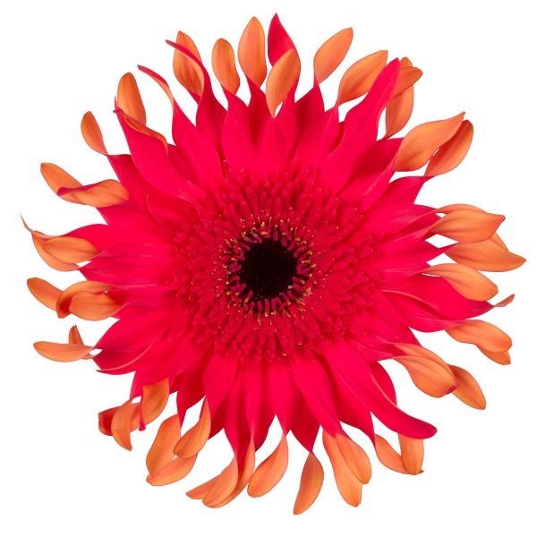 GERBERA FOXY