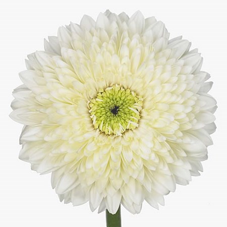 GERBERA GERONDO TERRA MOON KICK