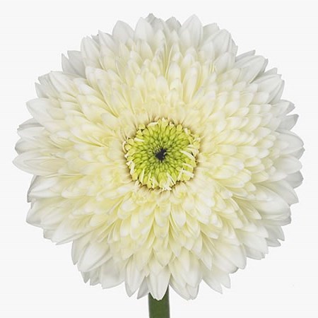 GERBERA GERONDO TERRA MOON KICK