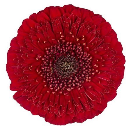 GERBERA GERPONI BIG FIVE