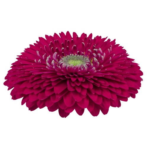 GERBERA GERPONI BIG JAZZ
