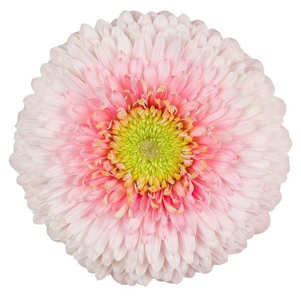 GERBERA GERPONI BIG JUNE
