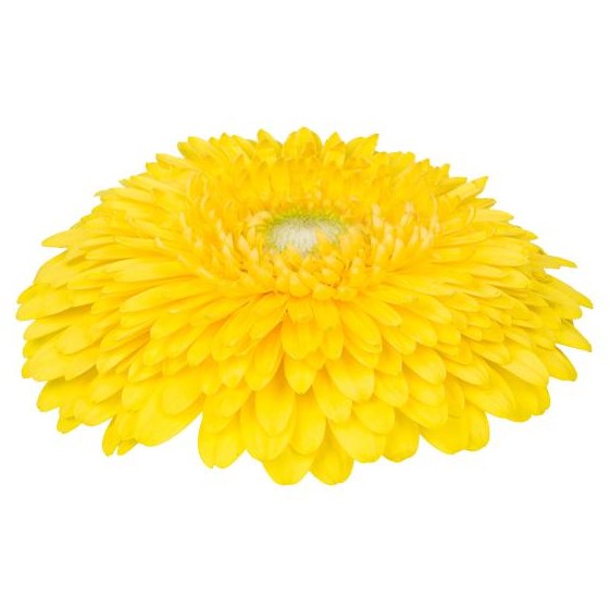 GERBERA GERPONI BIG LEMON