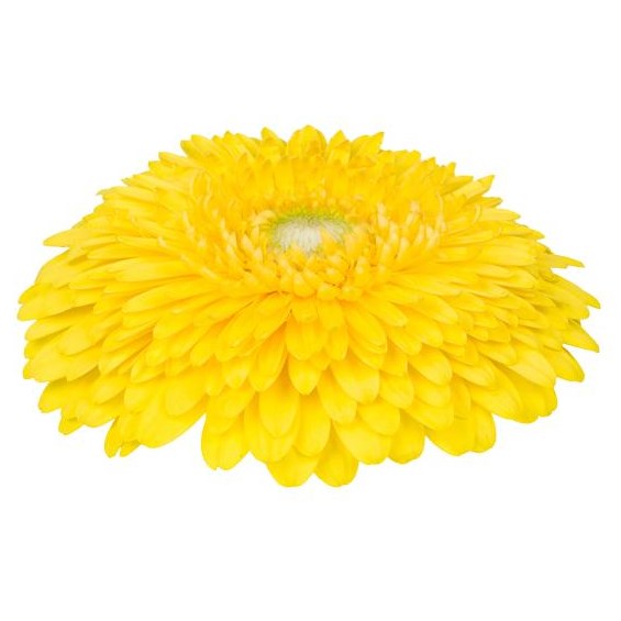 GERBERA GERPONI BIG LEMON