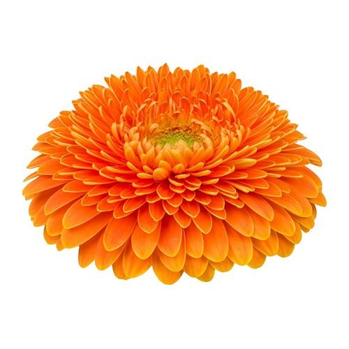 GERBERA POMPONI BIG ORANGE