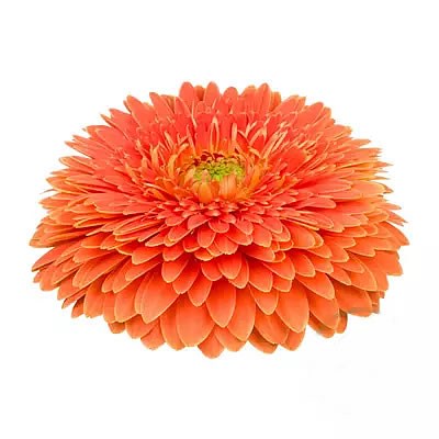 GERBERA GERPONI BIG WALL