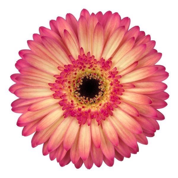 GERBERA HIPPIE CHIC