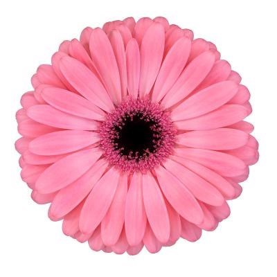 GERBERA JOYRIDE