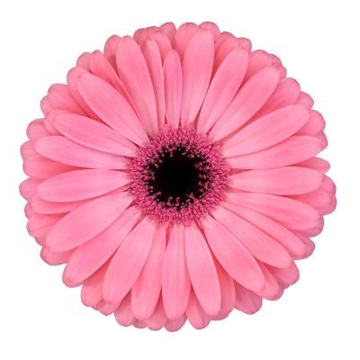 GERBERA JOYRIDE