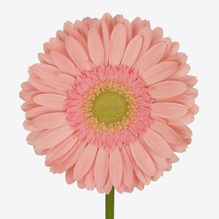GERBERA KIARA