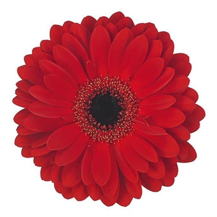 GERBERA LADIES FIRST