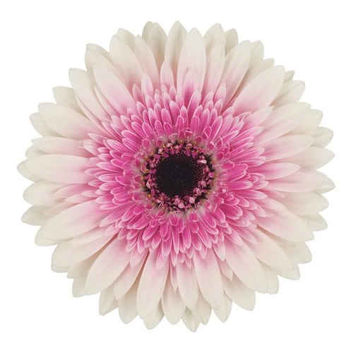 GERBERA LISANDRA