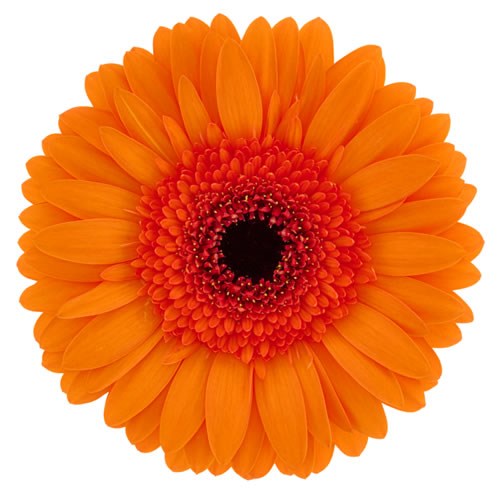GERBERA MADDOX