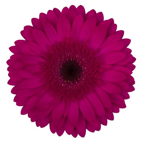 GERBERA MARTINI