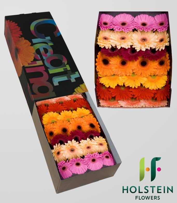 GERBERA MIXED (COLS MAY VARY)