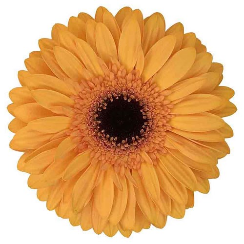 GERBERA ORO