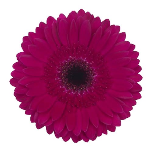 GERBERA PASSOA