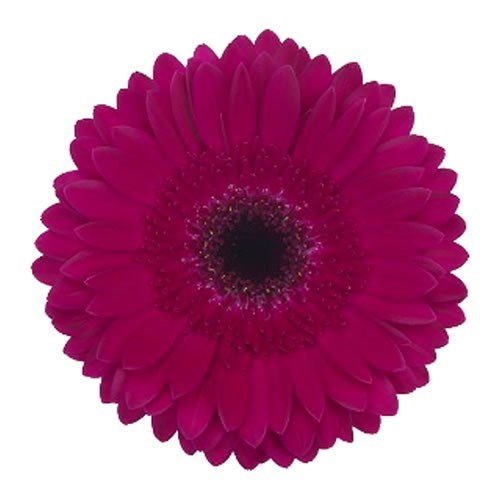 GERBERA PASSOA